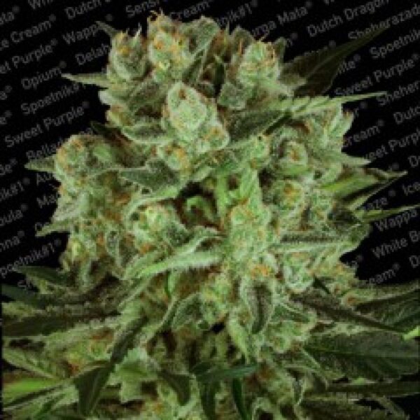 Durga Mata I:I CBD Feminised Seeds