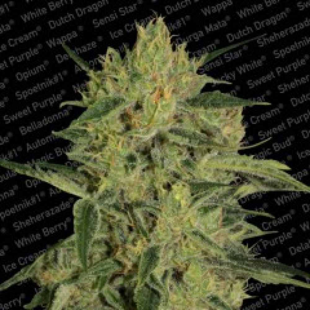 PARA-1060-1000x1000-0.jpg