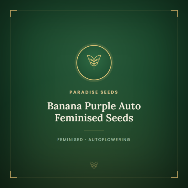 Banana Purple Auto Feminised Seeds
