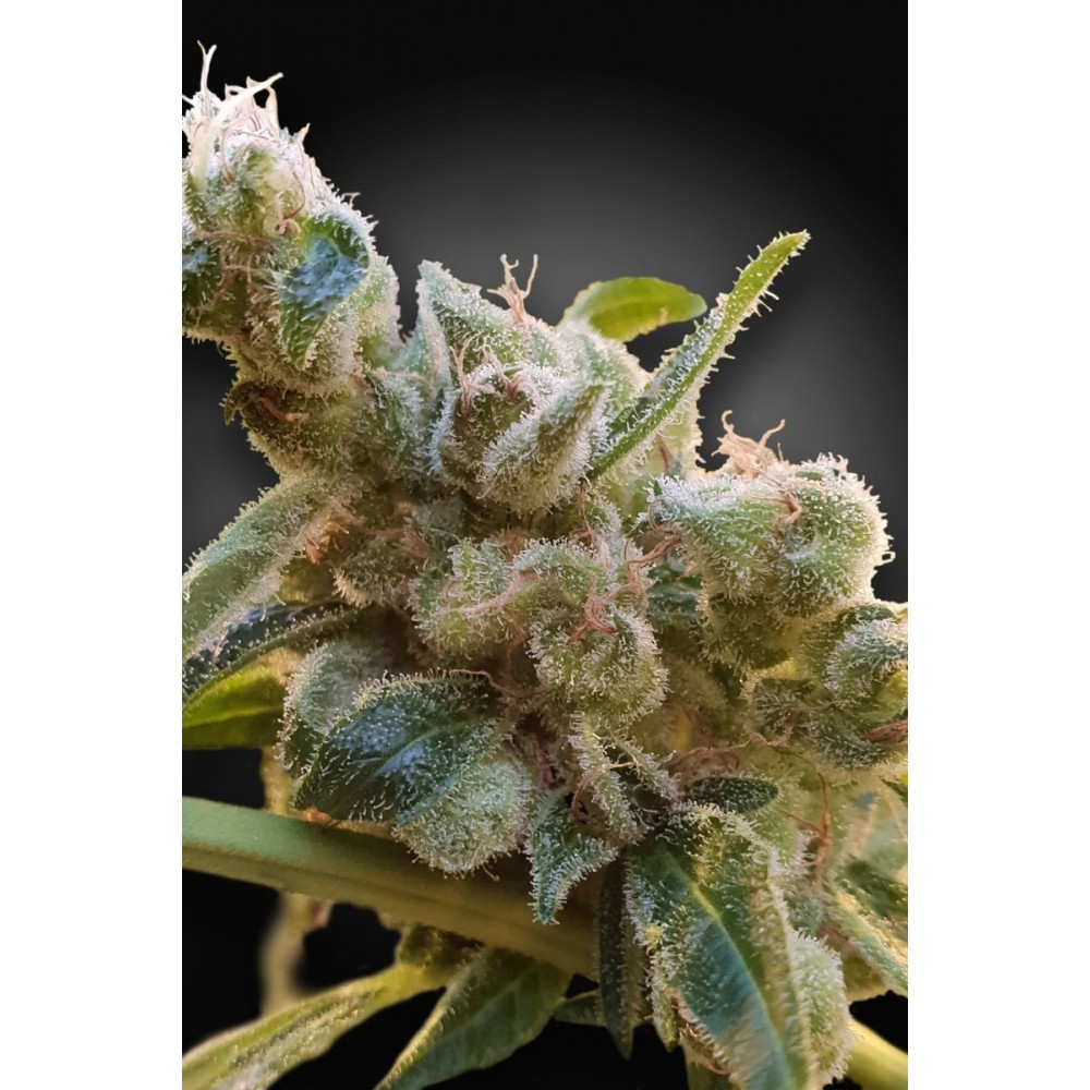 PARA-RELAX-CBD-FEM-1000x1000-0.jpg