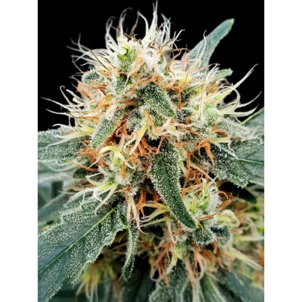 Stromboli Auto Feminised Seeds