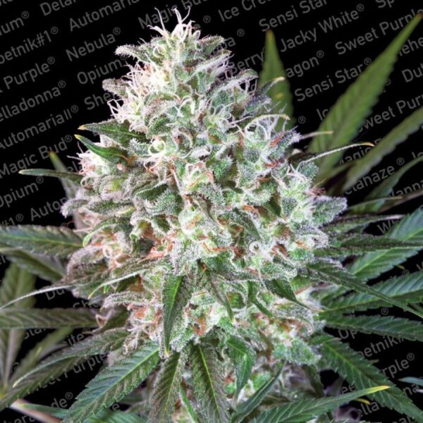 Space Cookies Feminised Seeds