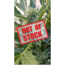 Banana Zkittlez Auto Feminised Seeds