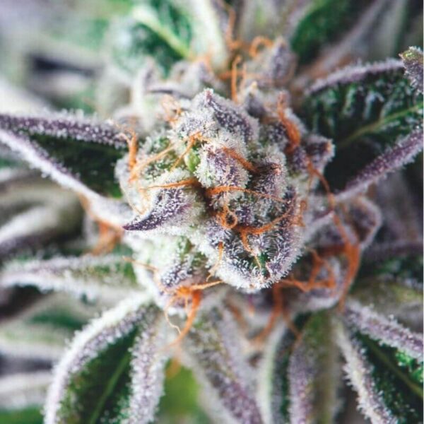 Do Si Dos Feminised Seeds