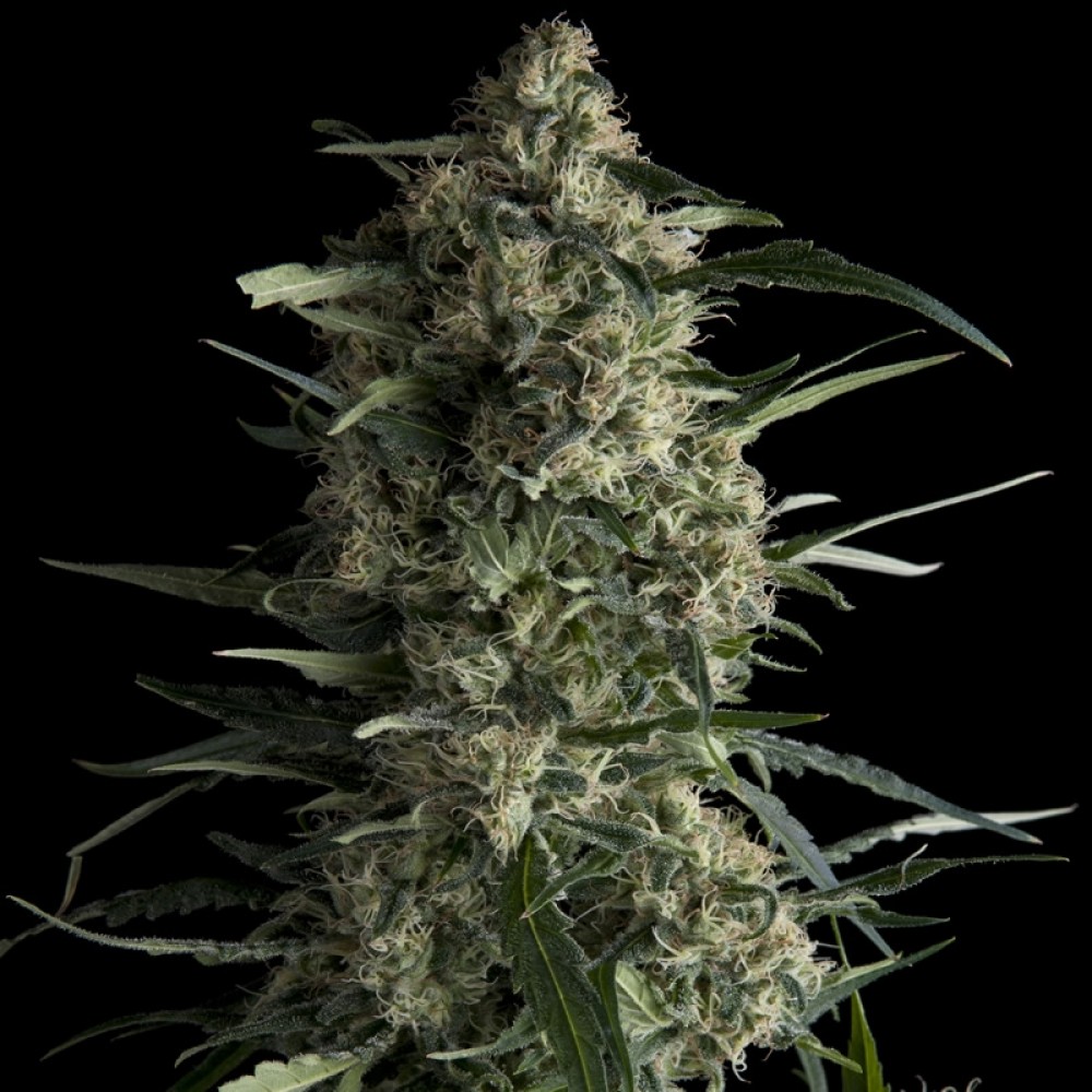 PYR-GAL-CBD-FEM-1000x1000-0.jpg