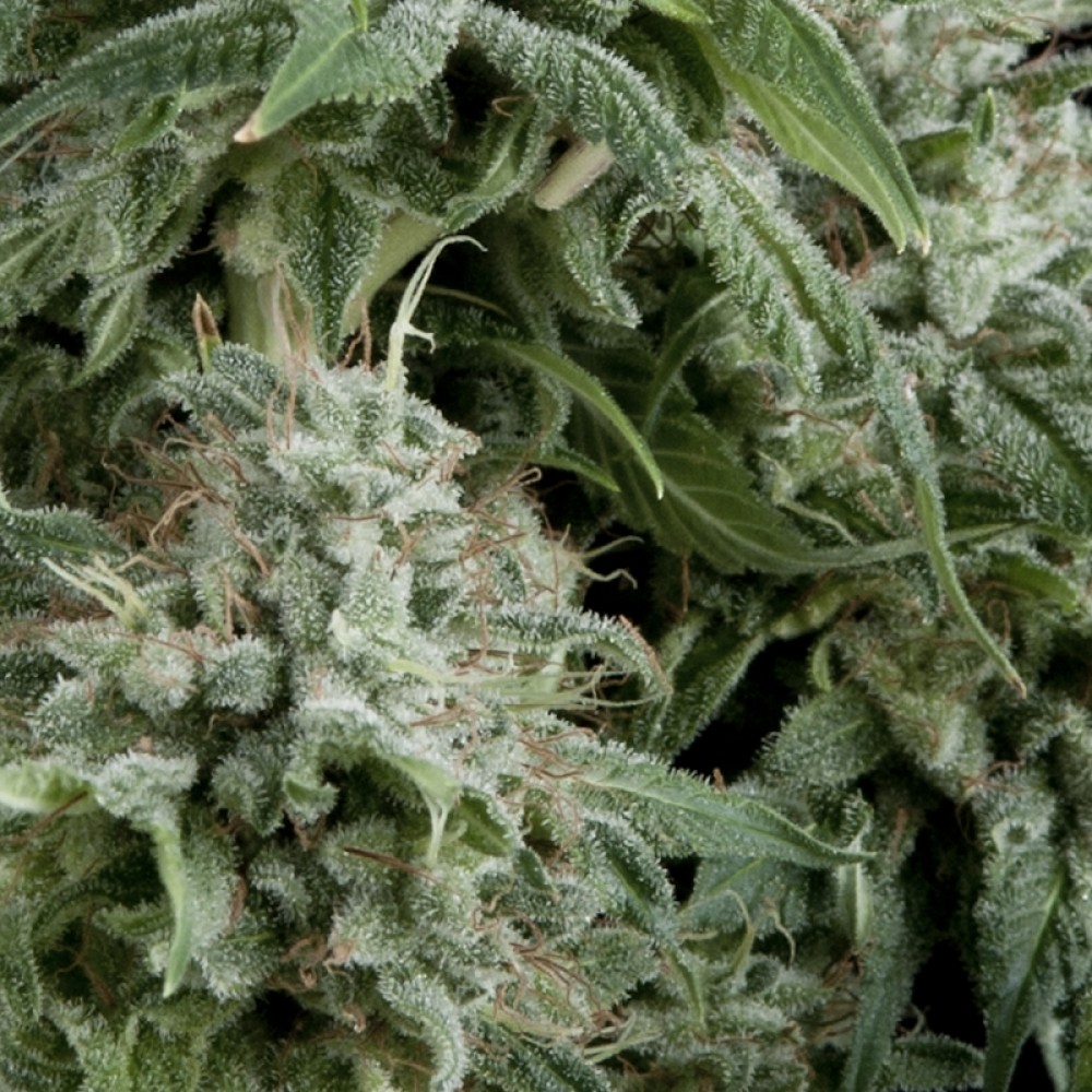 PYR-NL-CBD-AUTO-FEM-1000x1000-0.jpg