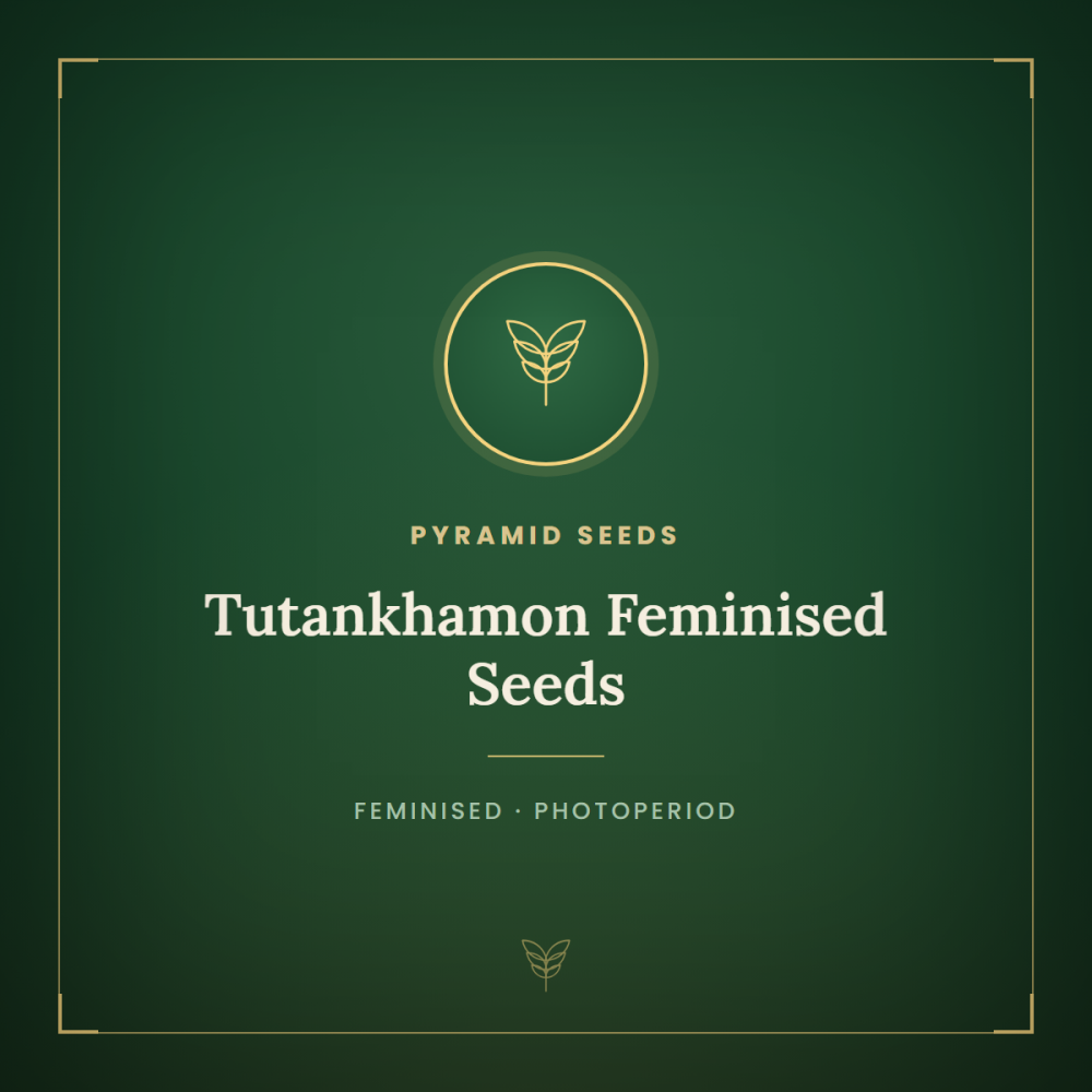 PYR-TUT-FEM-1000x1000-0.png