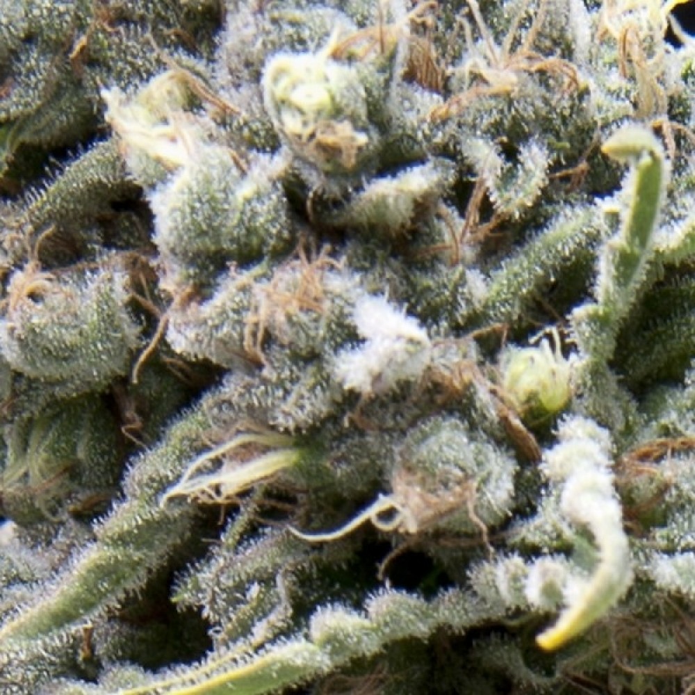 PYR-WW-CBD-AUTO-FEM-1000x1000-0.jpg