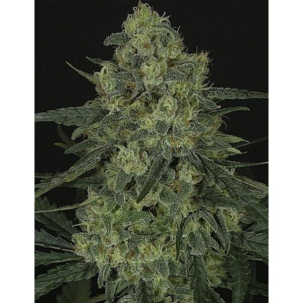 Criminal Feminised Seeds