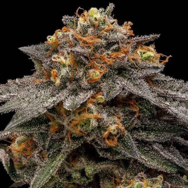 Shimo Feminised Seeds
