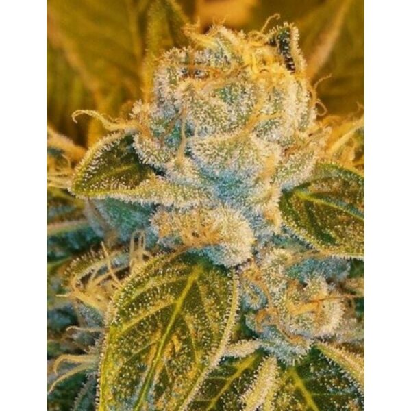 Sour Ripper Feminised Seeds