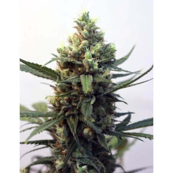 Toxic Feminised Seeds