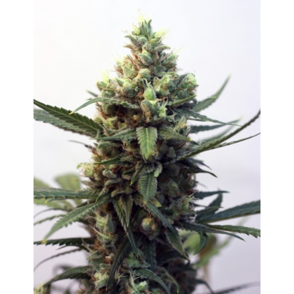 RIPP-TX-FEM-1000x1000-0.jpg