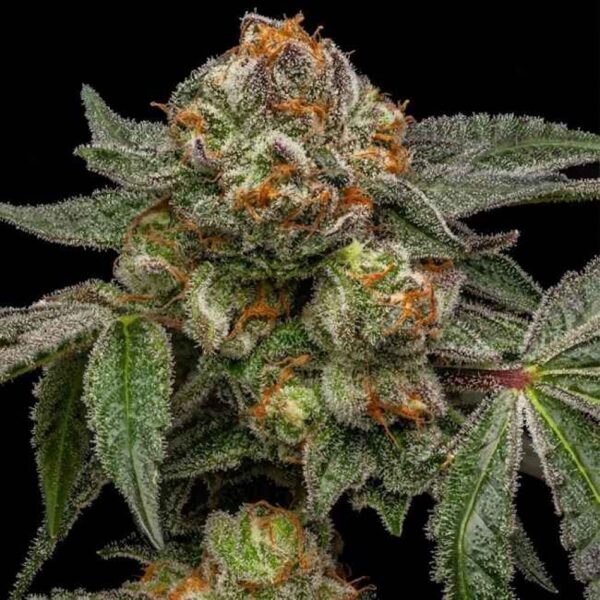 Zake Feminised Seeds