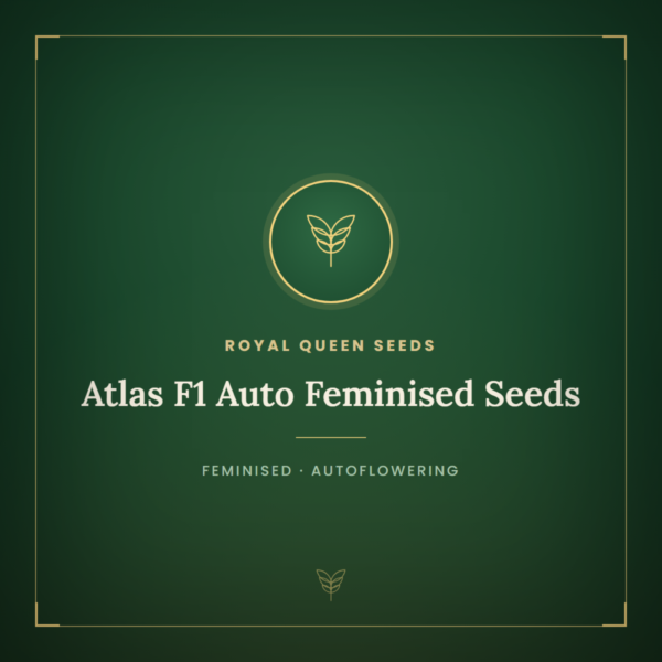 Atlas F1 Auto Feminised Seeds