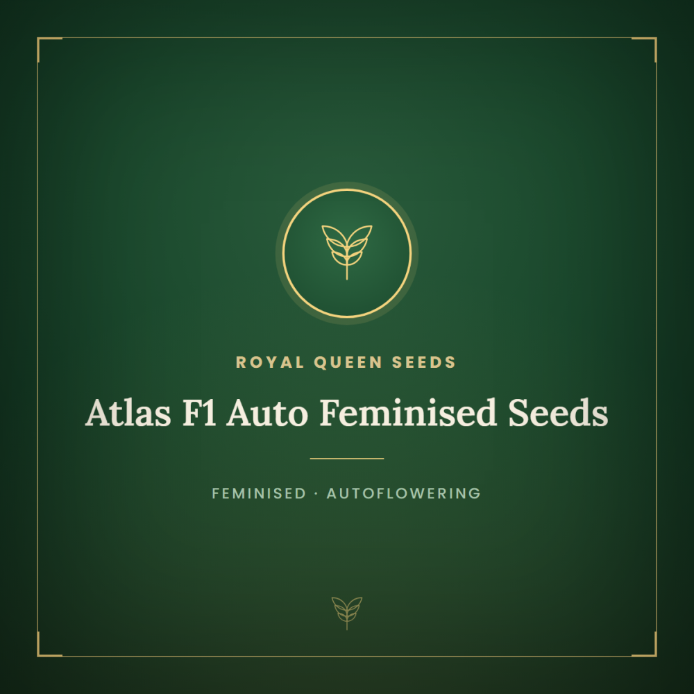 RQS-ATLF1-AUTO-FEM-1000x1000-0.png
