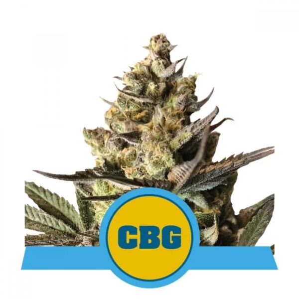 Royal CBG Auto Feminised Seeds