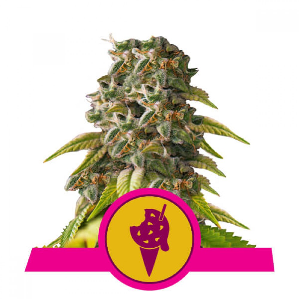 RQS-COOKGEL-FEM-1000x1000-0.jpg