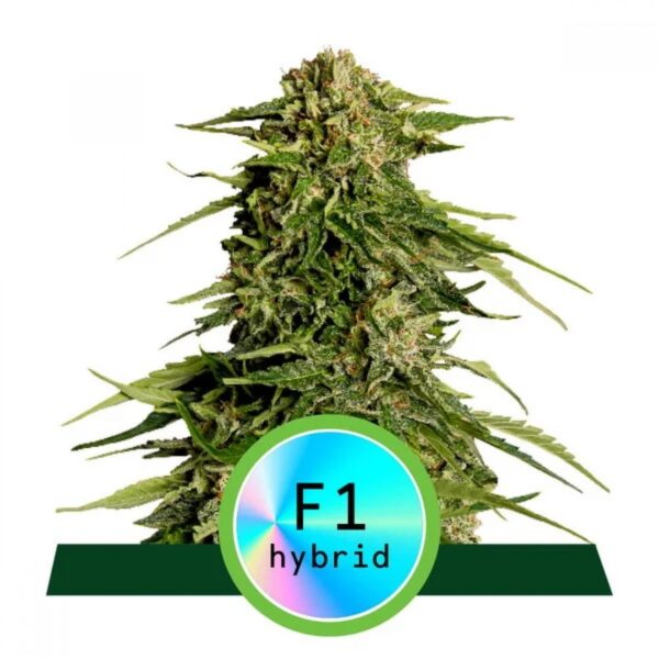 Epsilon F1 Auto Feminised Seeds
