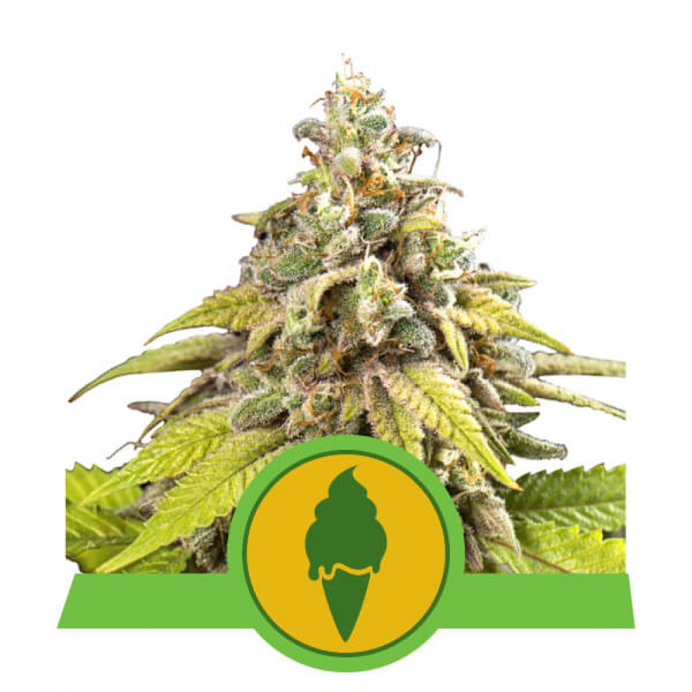 RQS-GG-AUTO-FEM-1000x1000-0.jpg