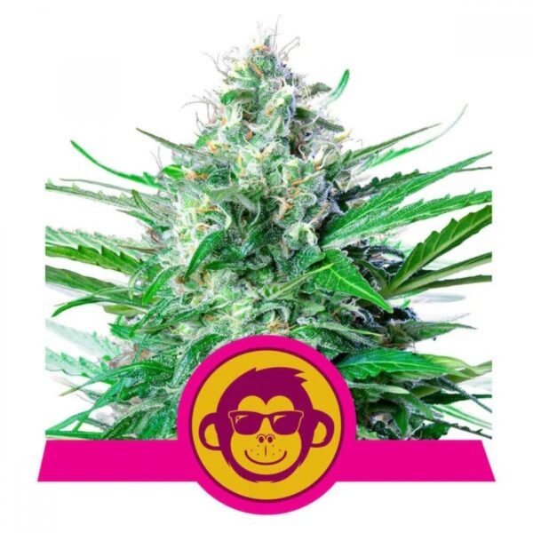 Grape Ape Feminised Seeds