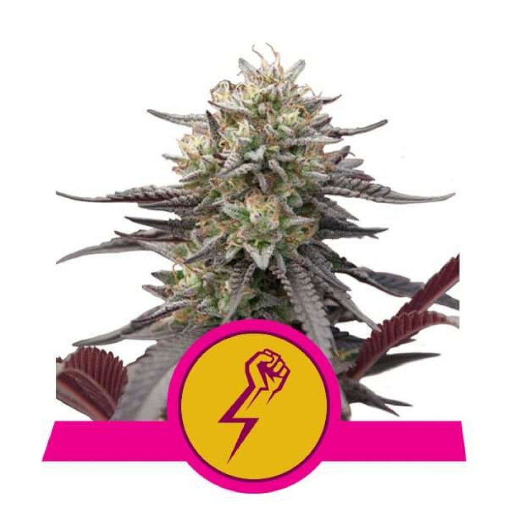 RQS-GRPUNCH-FEM-1000x1000-0.jpg