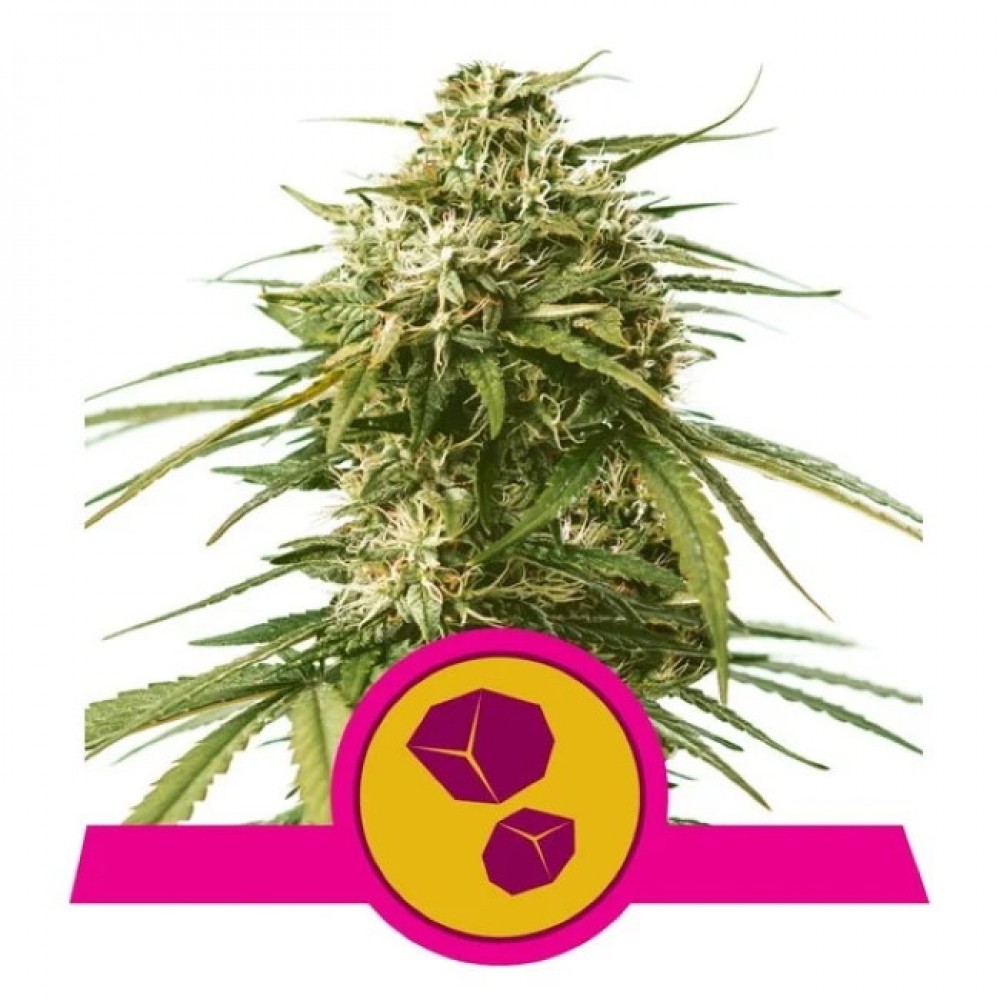 RQS-GUSH-FEM-1000x1000-0.jpg