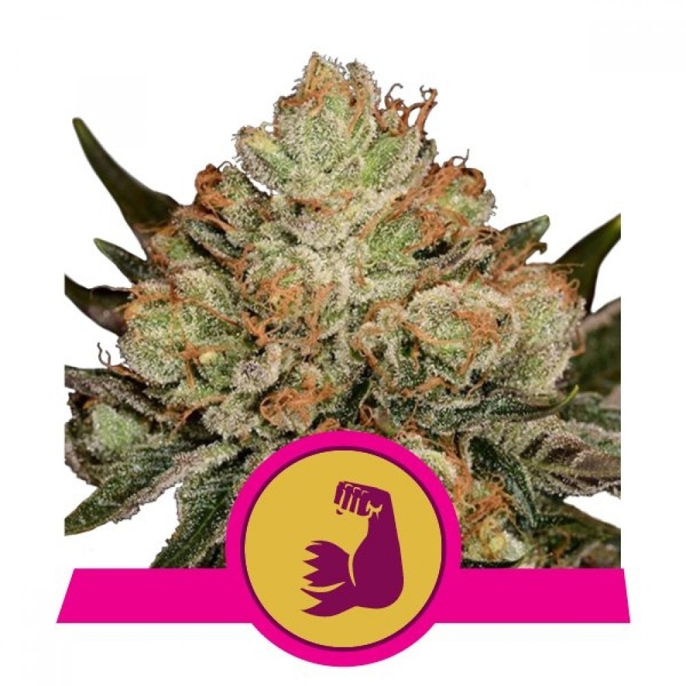 RQS-HULK-FEM-1000x1000-0.jpg