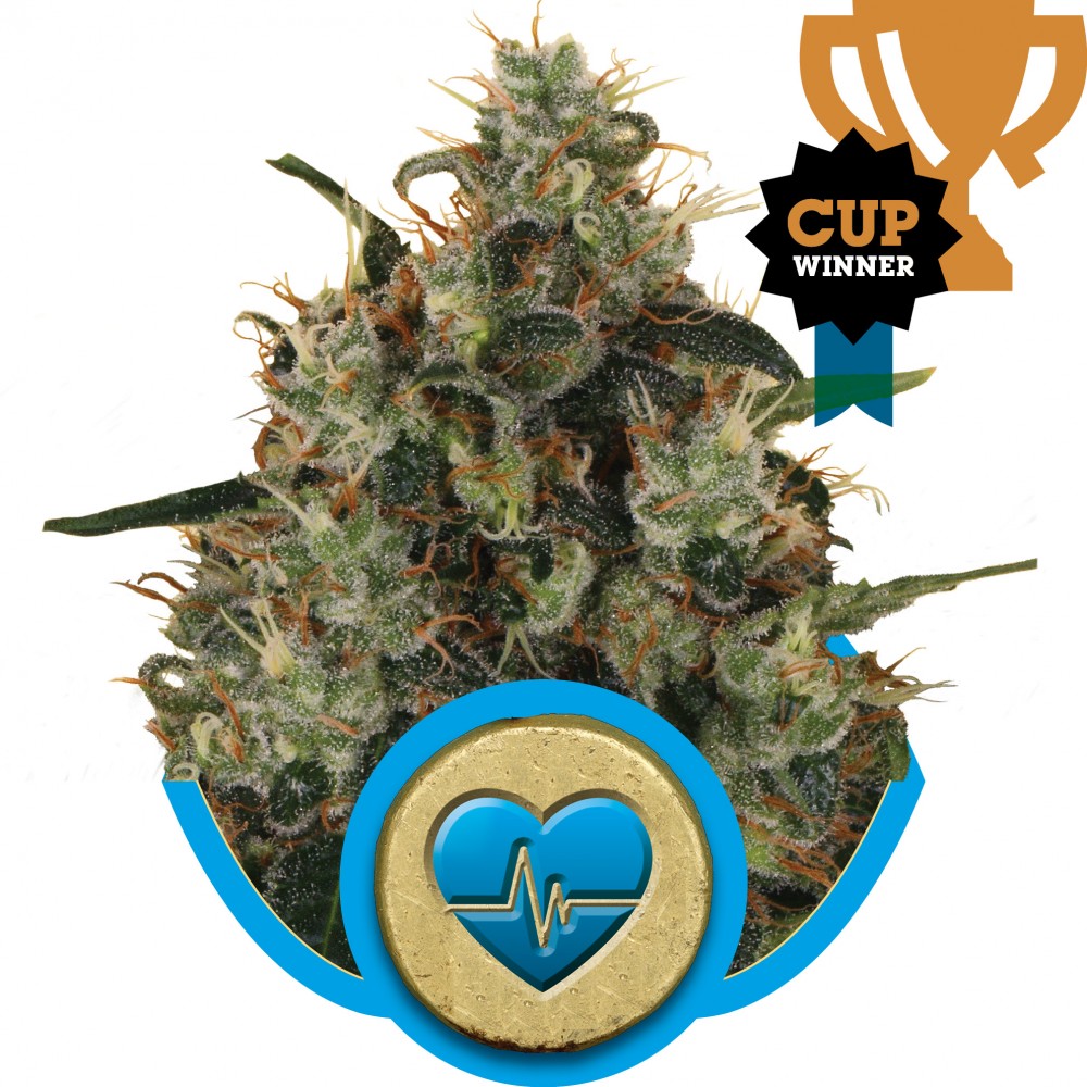 RQS-MDMS-CBD-FEM-1000x1000-0.jpg