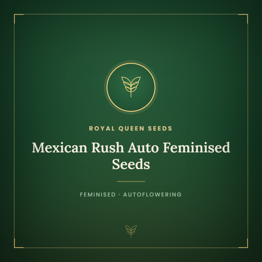 RQS-MERU-AUTO-FEM-1000x1000-0.png