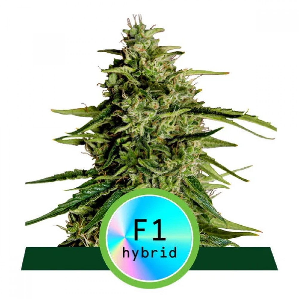 RQS-MW-F1-AUTO-FEM-1000x1000-0.jpg