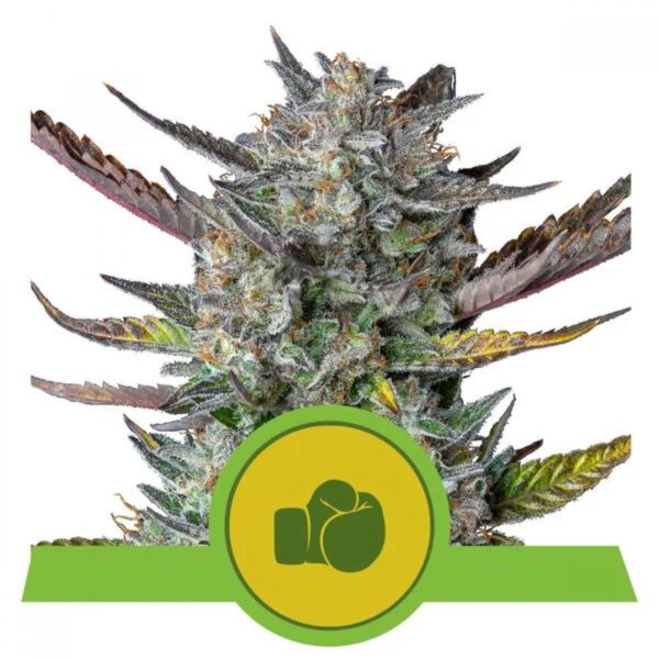 Purple Punch Auto Feminised Seeds