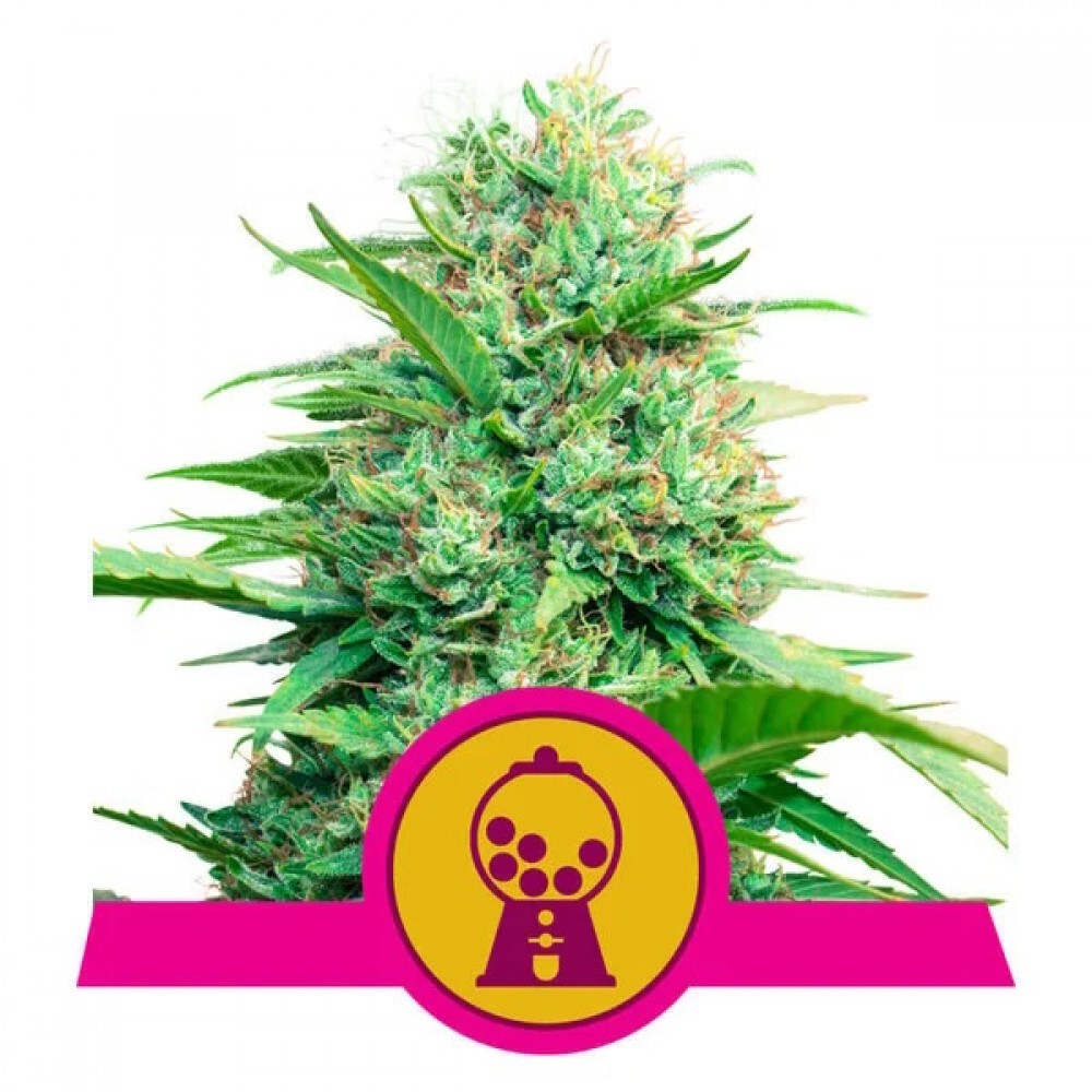RQS-PR-FEM-1000x1000-0.jpg