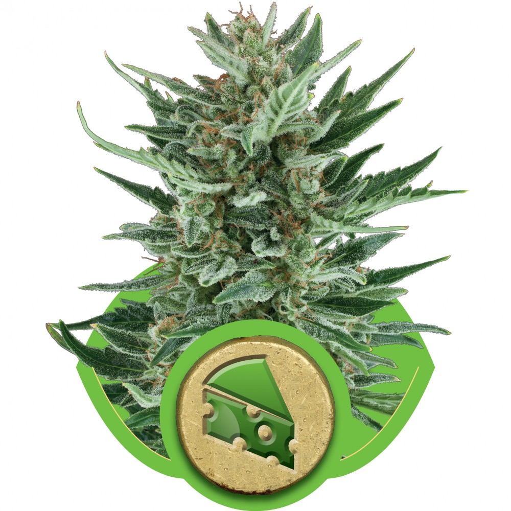 RQS-RCHA-Auto-Fem-1000x1000-0.jpg
