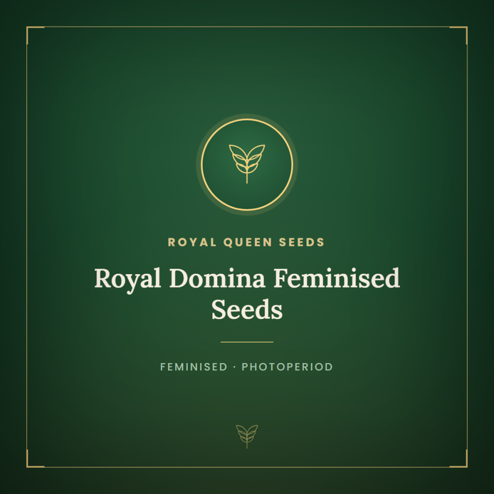 RQS-RDOM-fem-1000x1000-0.png