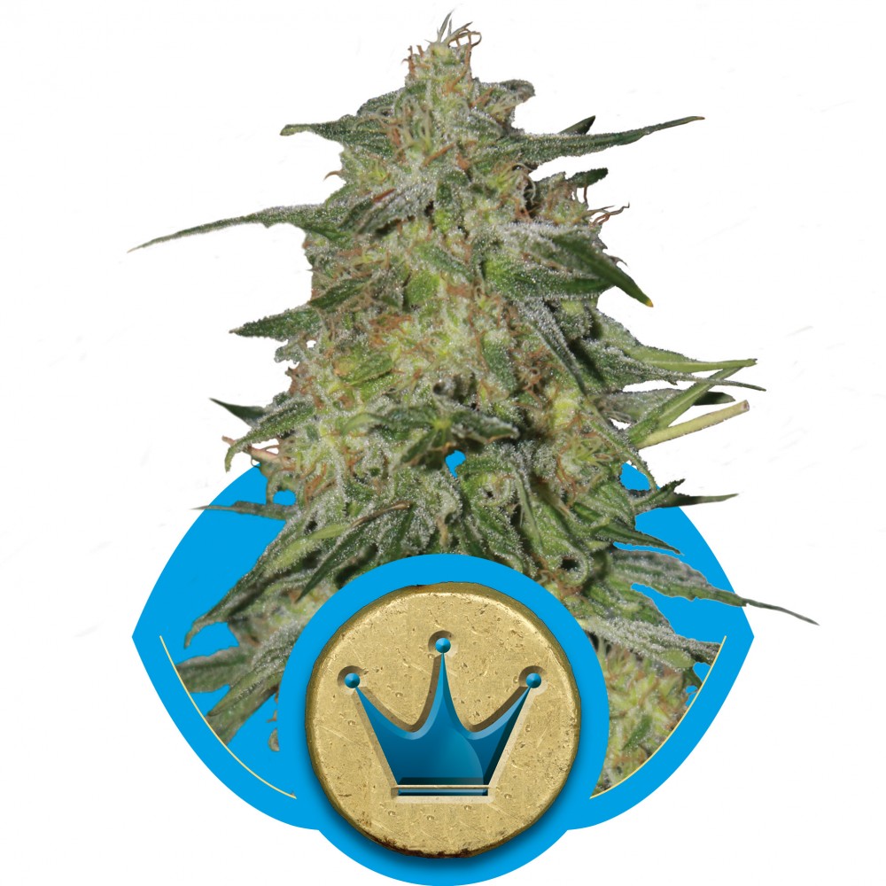 RQS-RH-CBD-FEM-1000x1000-0.jpg