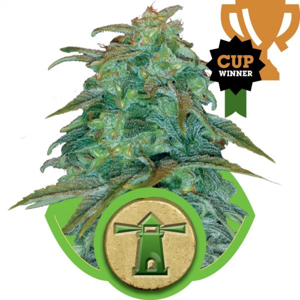 Royal Haze Auto Feminised Seeds
