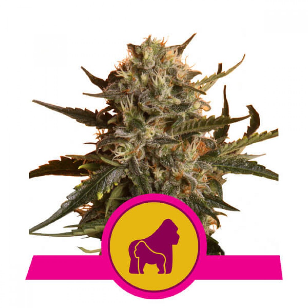 RQS-RMDR-Fem-1000x1000-0.jpg