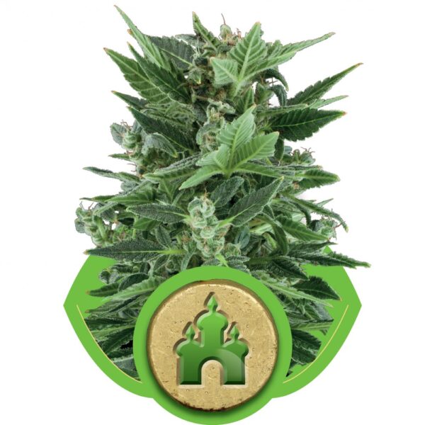 Royal Kush Auto Feminised Seeds