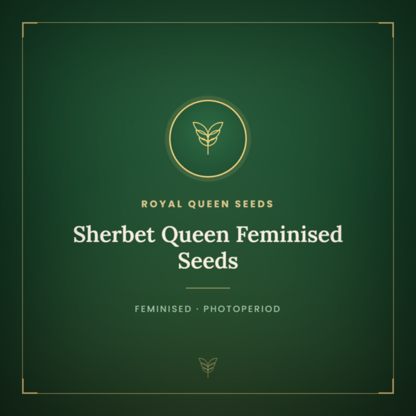 Sherbet Queen Feminised Seeds
