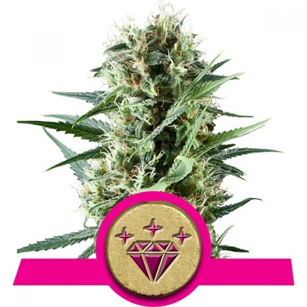 RQS-SKU-FEM-1000x1000-0.jpg