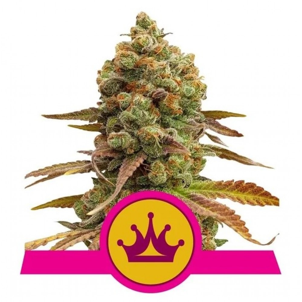 RQS-SKXL-Fem-1000x1000-0.jpg