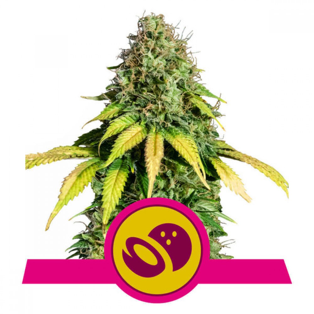 RQS-SMGO-Fem-1000x1000-0.jpg