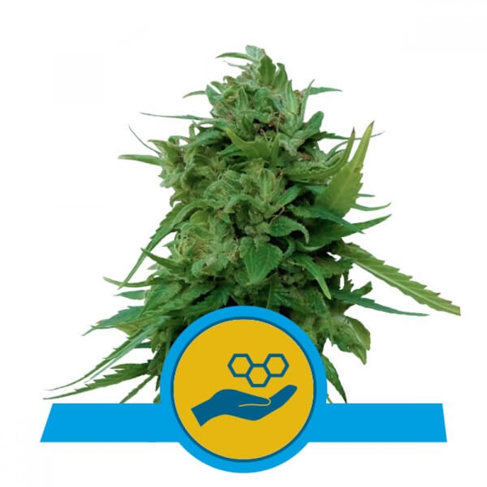 RQS-SOLO-CBD-AUTO-FEM-1000x1000-0.jpg