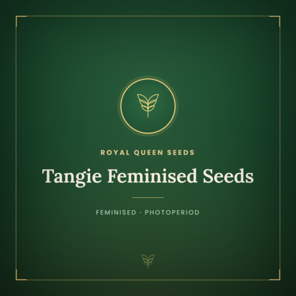 Tangie Feminised Seeds