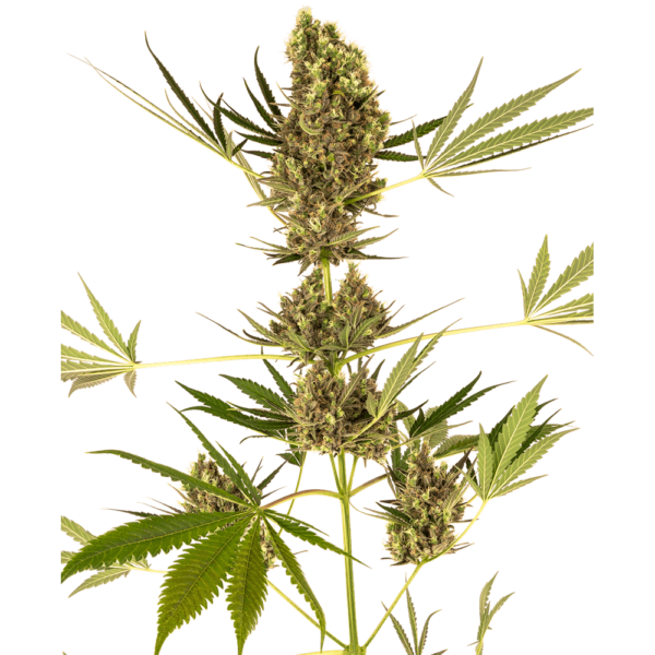Alpine Delight CBD 30:1 Auto Feminised Seeds
