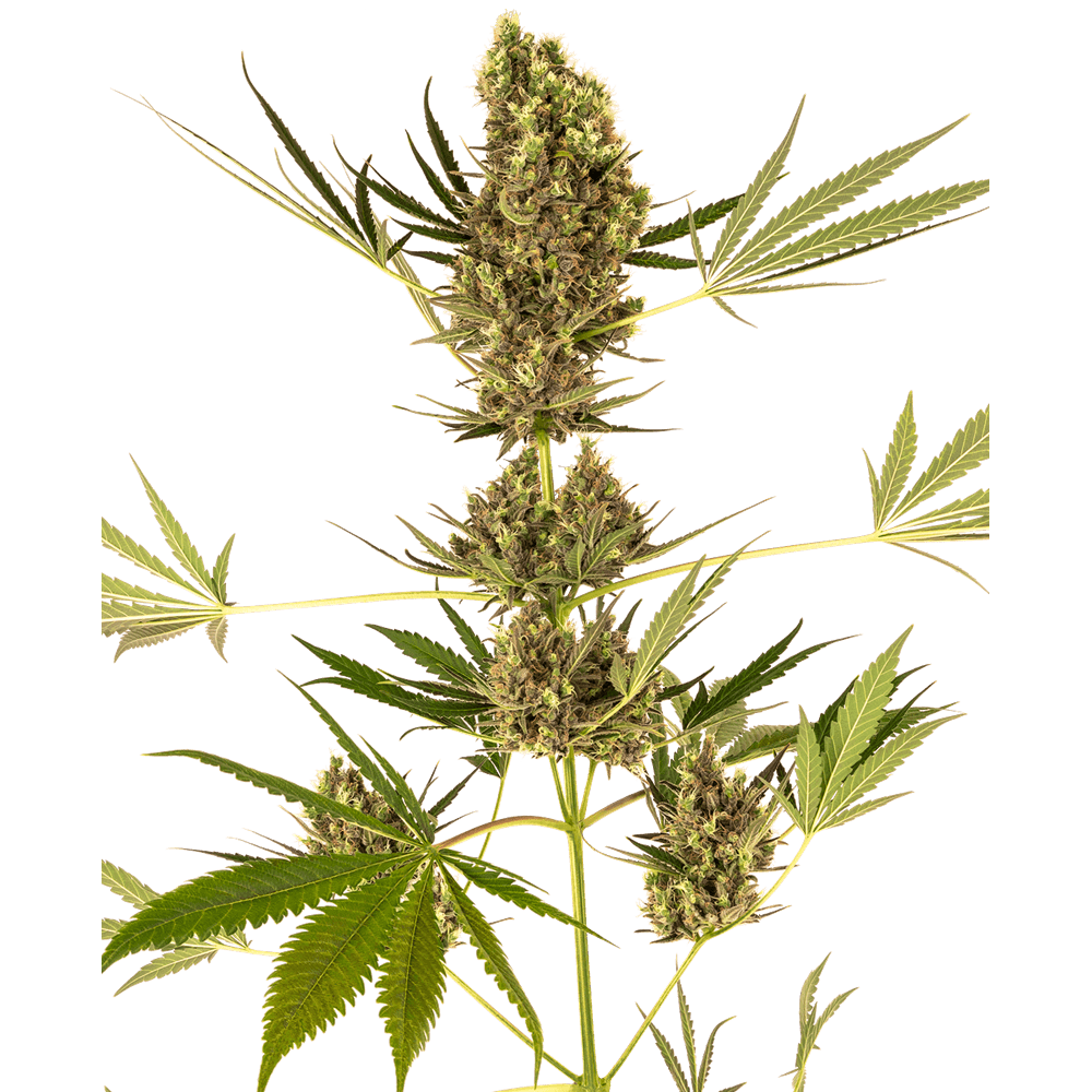 SEN-ALPD-CBD-AUTO-FEM-1000x1000-0.png