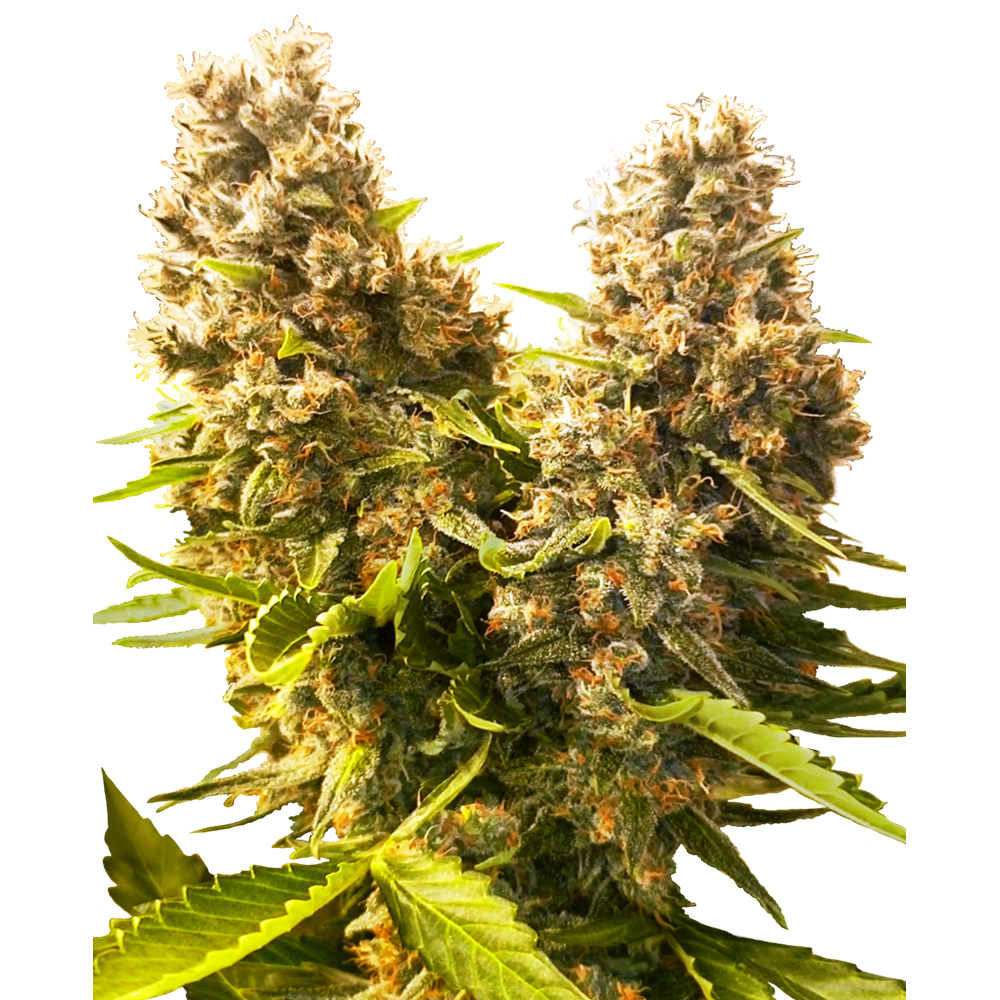 SEN-BANKC-AUTO-FEM-1000x1000-0.png