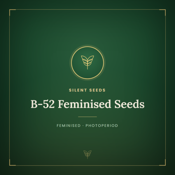 B-52 Feminised Seeds