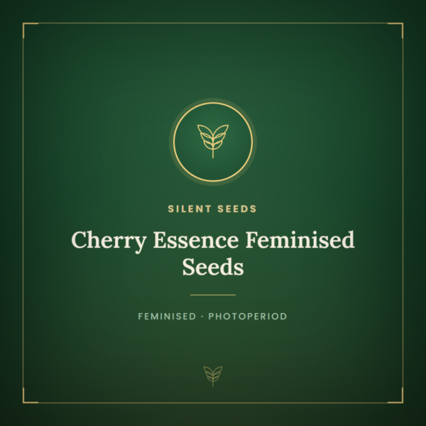 Cherry Essence Feminised Seeds